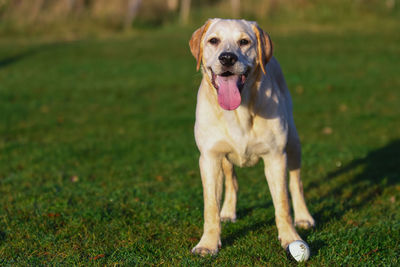 Portrait of dog sticking out tongue on field