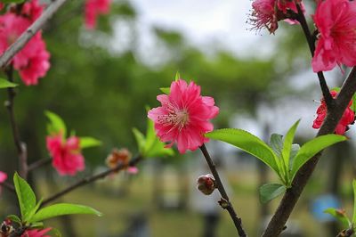 Close-up of pink flowers