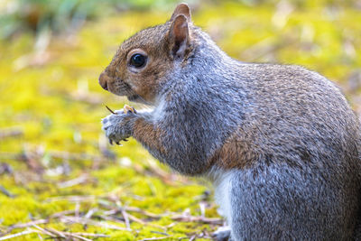 Close-up of squirrel