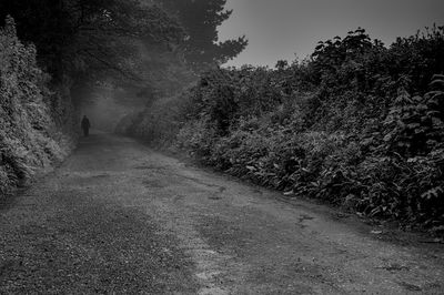 Road amidst trees against sky