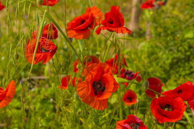 Close-up of red poppy flowers