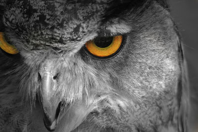 Close-up portrait of owl