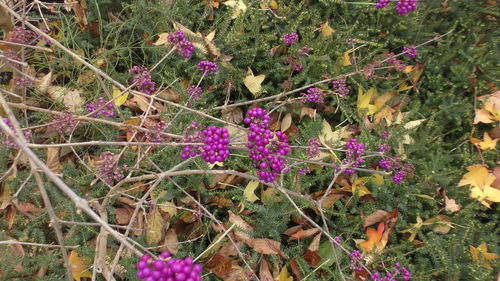 Purple flowers growing on field