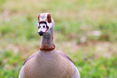 Close-up portrait of a bird