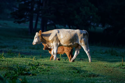 Cows standing on field