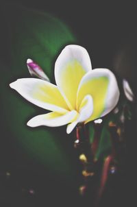 Close-up of white flower