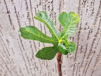 Close-up of green leaves on wood against wall