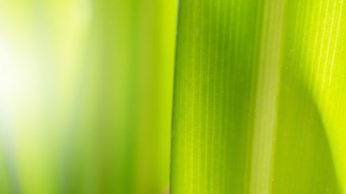 Close-up of green leaves