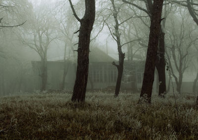 Trees on field in forest