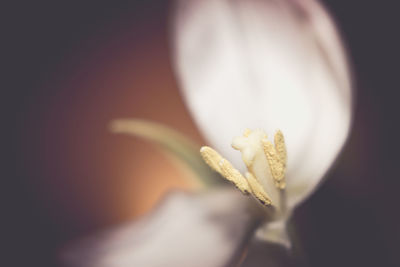 Close-up of flower