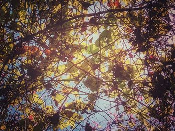 Low angle view of trees in forest during autumn