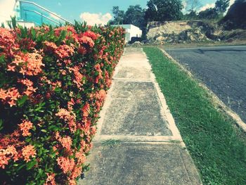 Footpath along plants