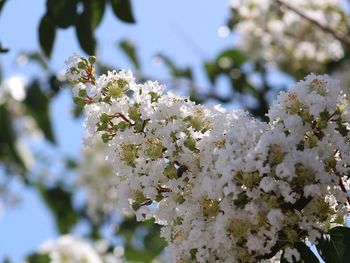 Apple blossoms in spring