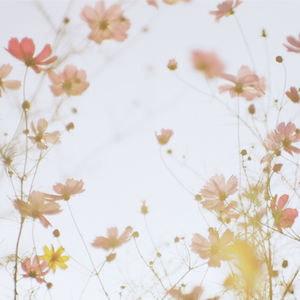 Low angle view of white flowering plants