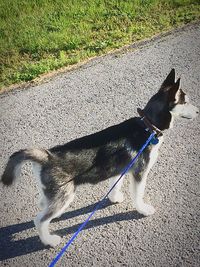 High angle view of dog