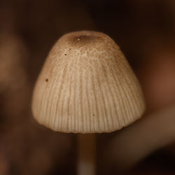 close-up