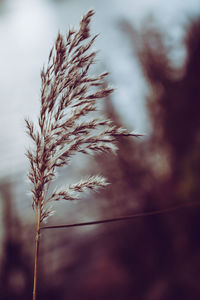 Close-up of fresh plant against sky