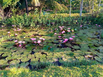 Pink water lily in lake