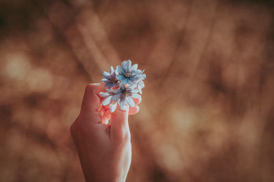 Close-up of hand holding small flower