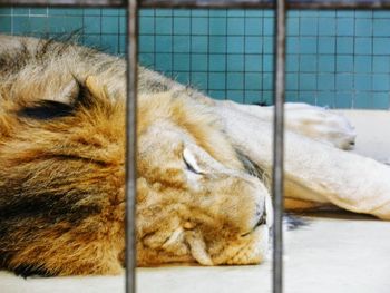 Close-up of cat sleeping