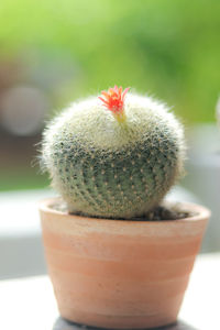 Close-up of cactus flower pot