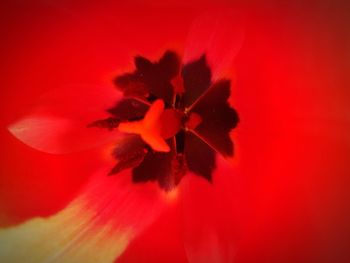 Close-up of red flower