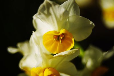 Close-up of yellow orchid