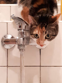 Portrait of cat in bathroom