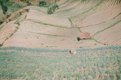 Beautiful scenery of onion field