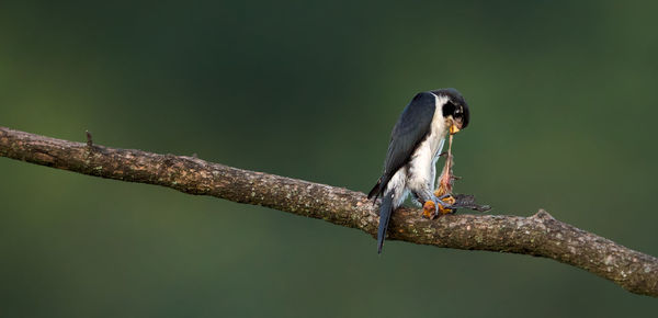 Close-up of bird perching on branch