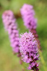 Close-up of pink flowering plant on field