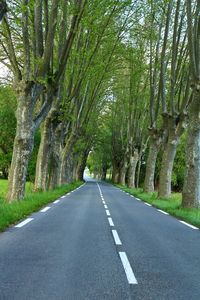 Road amidst trees