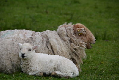 Sheep lying on field