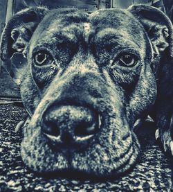 Close-up portrait of dog