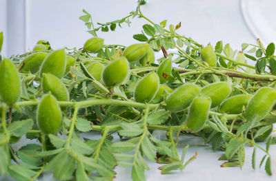 Close-up of fruits growing on plant
