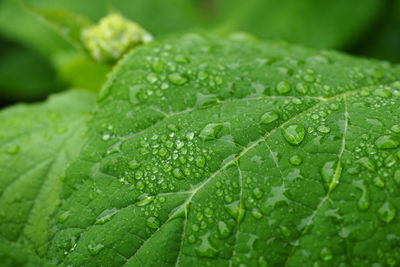 Close-up of wet leaves on rainy day