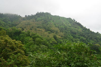 Scenic view of forest against sky