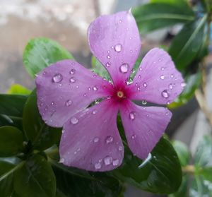 Close-up of water drops on pink flower