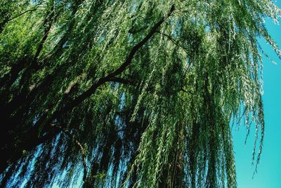 Low angle view of trees