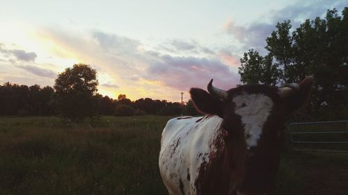 Cow on field against sky during sunset