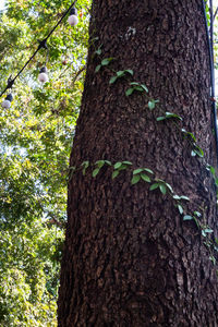 Low angle view of tree trunk