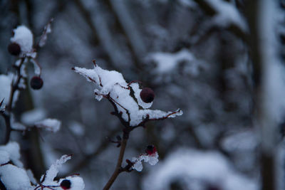 Close-up of snow covered plant