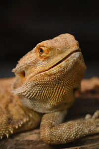 Close-up of a lizard