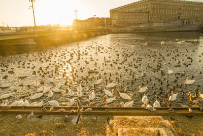 High angle view of birds in city
