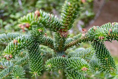 Green pine needles in full growth in the gardens of segovia, in spain. europe.