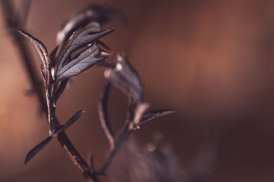 close-up
