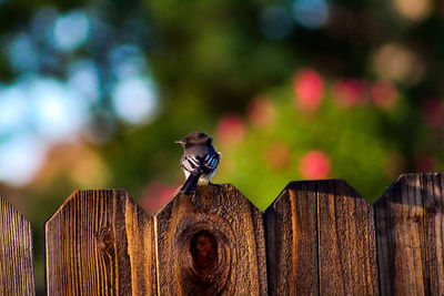 Close-up of lizard on wooden fence