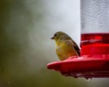 Close-up of bird perching on a feeder