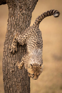 Cheetah jumping from tree trunk