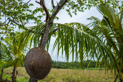 Low angle view of coconut palm tree against sky